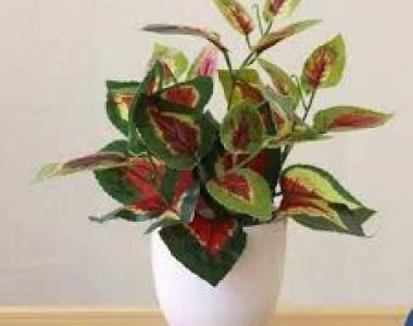Jual Tanaman Hias di Jabodetabek | Harga Murah