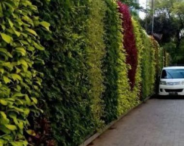 Tukang Taman Vertical Garden Bogor – Harga Murah